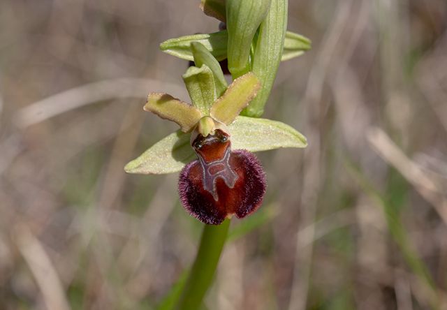 Ophrys della sezione Araniferae